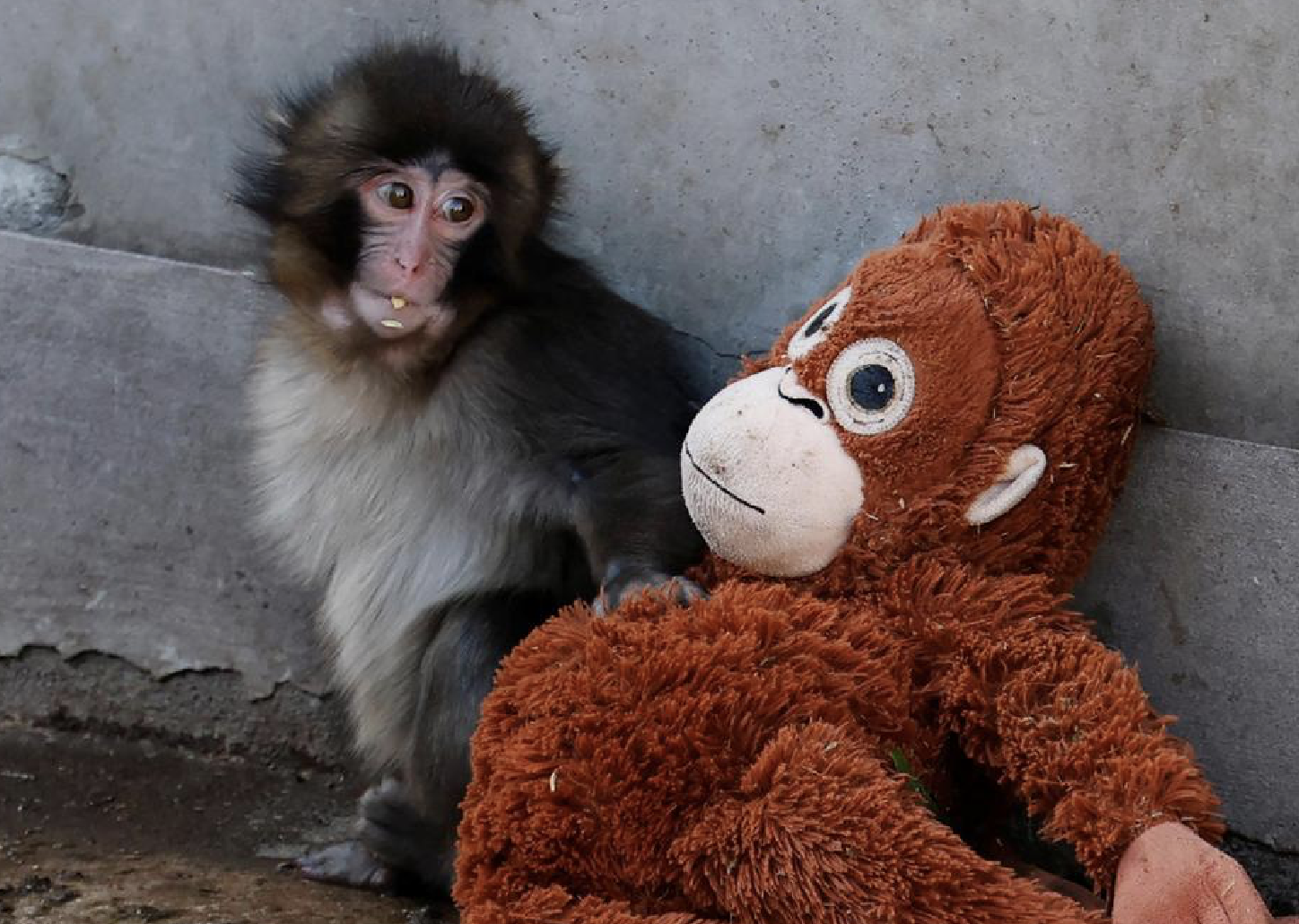 Punch the Monkey : Google celebrates viral baby monkey with a cute digital effect