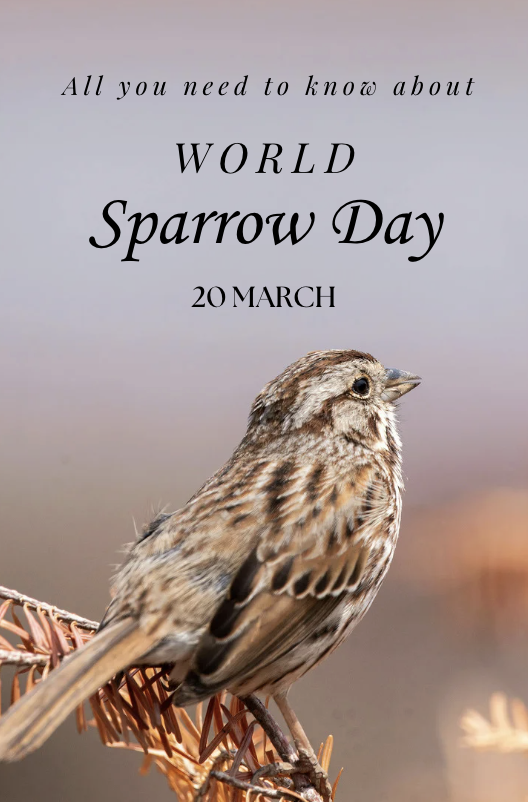 World Sparrow Day : History, theme and impact of awareness day to protect sparrows