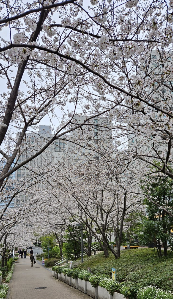 Japan Cherry Blossom Season : Dates, best time to visit and what to expect