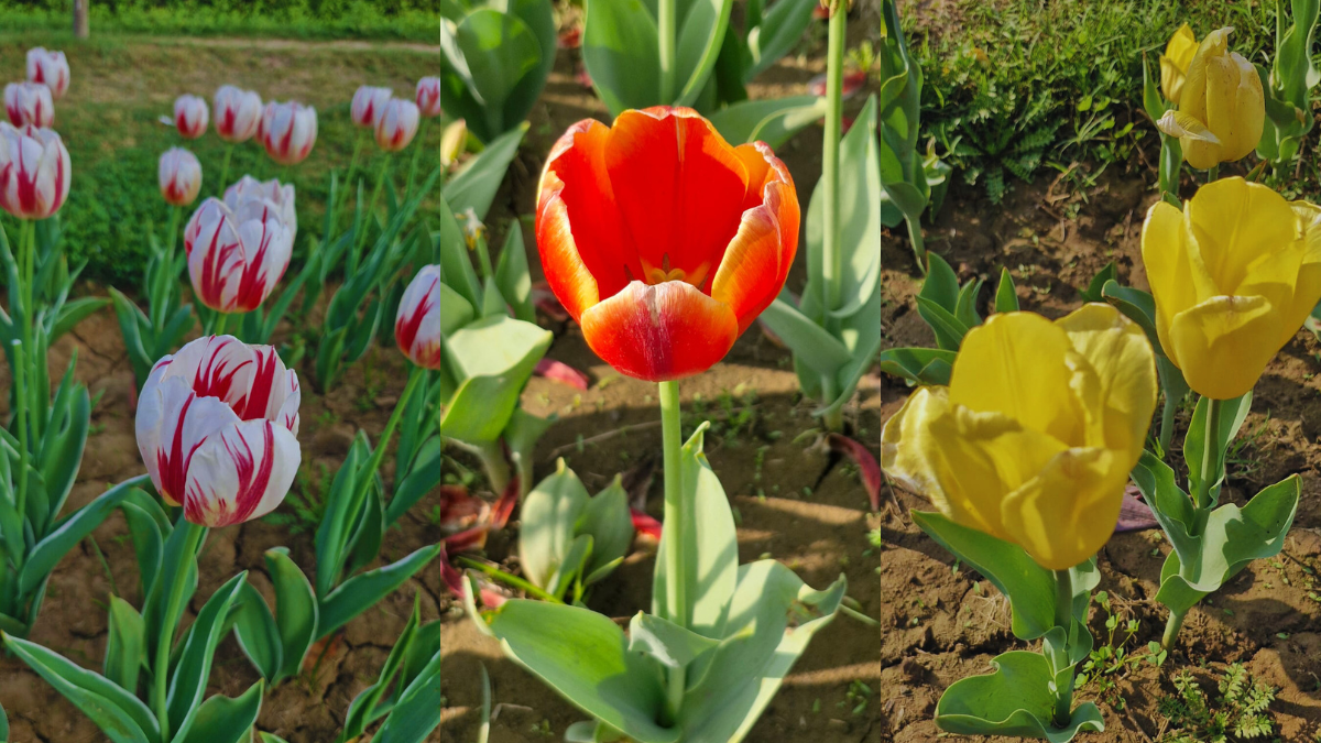 New Delhi’s Tulip Festival wraps up as spring settles over the capital