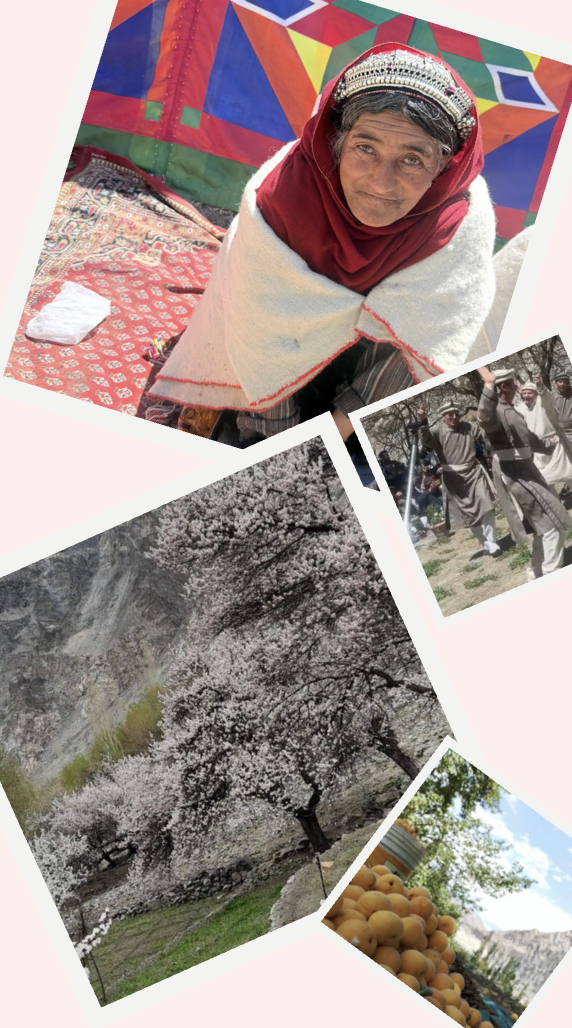 Ladakh Apricot Blossom Festival