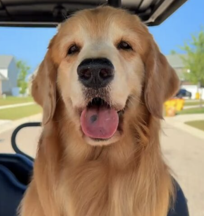 5 iconic videos of Tucker Budzyn as Internet's favourite golden retriever passes away